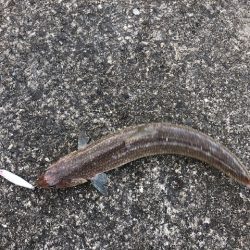 青物はまだ、、。