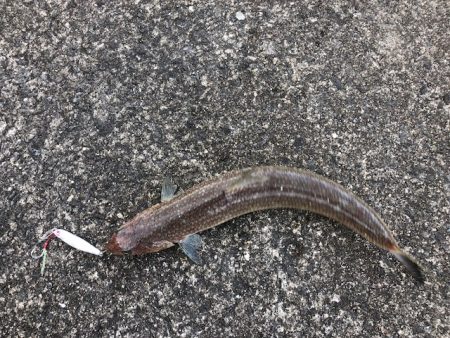 青物はまだ、、。