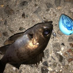 メバちびと遊ぶ