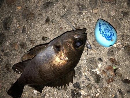 メバちびと遊ぶ