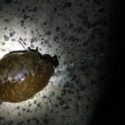 超ライトゲーム、おまけ付