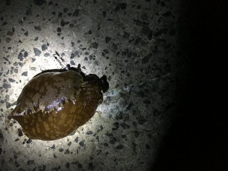 超ライトゲーム、おまけ付