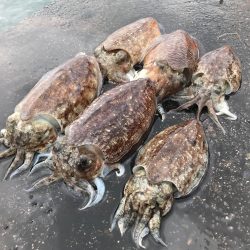 こうイカ釣り