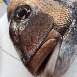 虎之介さんでタイラバ