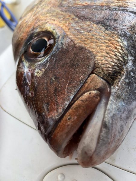 虎之介さんでタイラバ