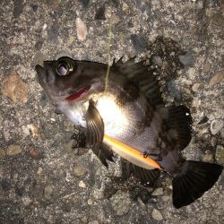 メバル活性上がりましたね