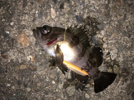 メバル活性上がりましたね