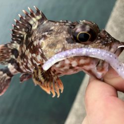 マイクロベイトパターンにはシラスカラー!!