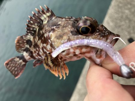 マイクロベイトパターンにはシラスカラー!!