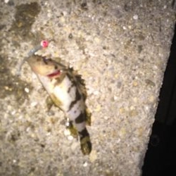 ジグ単に挑戦！