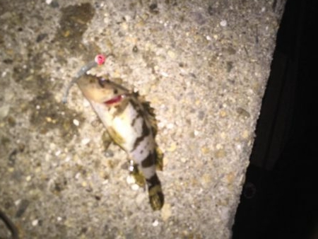 ジグ単に挑戦！