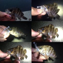 真夜中メバリング