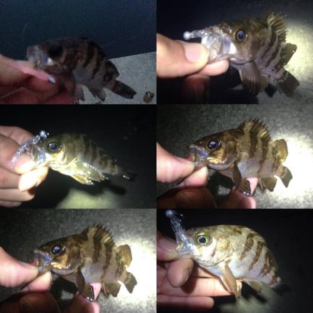 真夜中メバリング