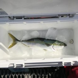 デカヒラメを求めて！