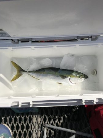 デカヒラメを求めて！