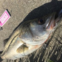 神崎川 デイシーバス