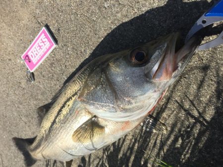 神崎川 デイシーバス