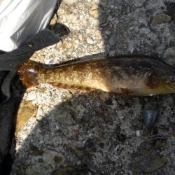 アイナメ見れた