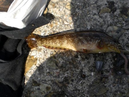 アイナメ見れた