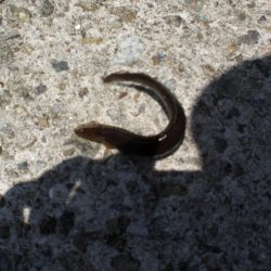 アオイソメでチョイ投げ