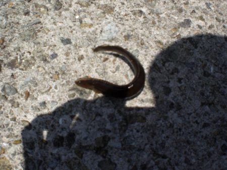 アオイソメでチョイ投げ