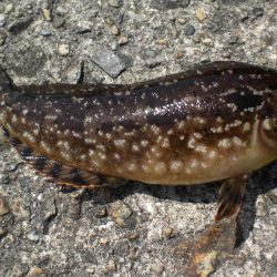 昨日に引き続き