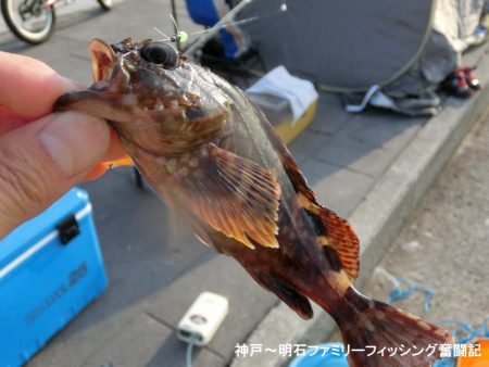 花見カレイがやっと来た
