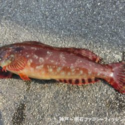 根魚絶好調