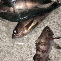 毎度メバリング