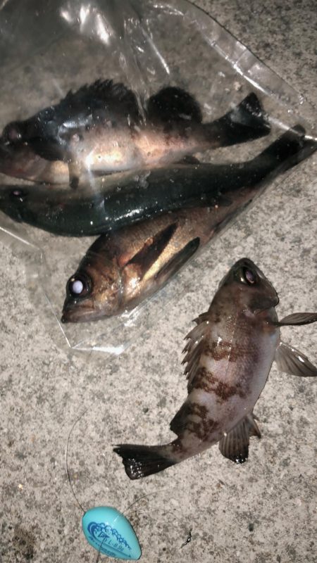 毎度メバリング