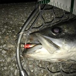 久しぶりのスズキサイズ