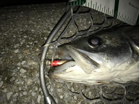 久しぶりのスズキサイズ