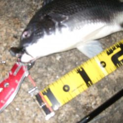 2018 キビレ調査NO、2