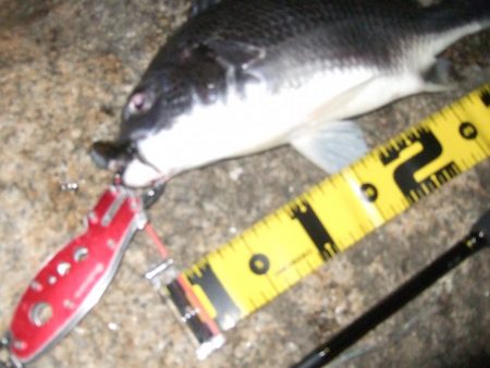 2018 キビレ調査NO、2