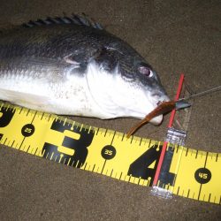 2018 キビレ調査NO、3