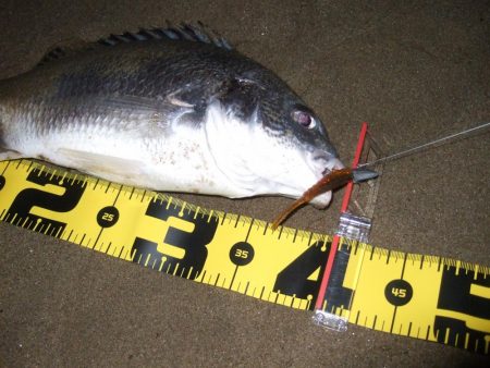 2018 キビレ調査NO、3