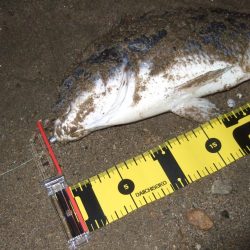 2018 キビレ調査NO、4