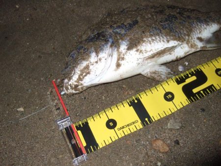 2018 キビレ調査NO、4