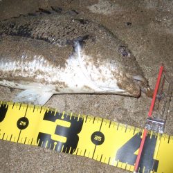 ２０１８ キビレ調査NO、5