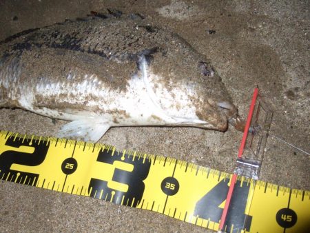 ２０１８ キビレ調査NO、5