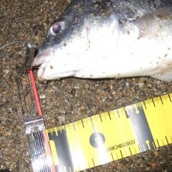 ２０１８ キビレ調査NO、６