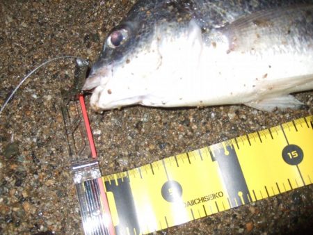 ２０１８ キビレ調査NO、６