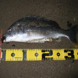 2018 キビレ調査NO、7