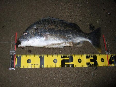 2018 キビレ調査NO、7