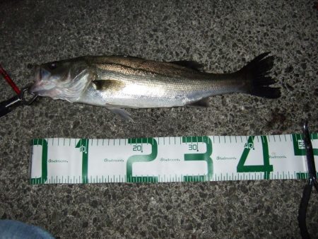 ボイルはなくても、バチは見えなくても＼(^o^)／