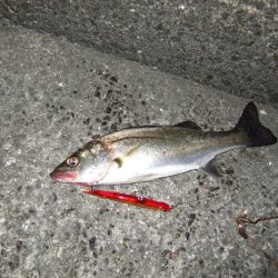 あわやボウズ！？