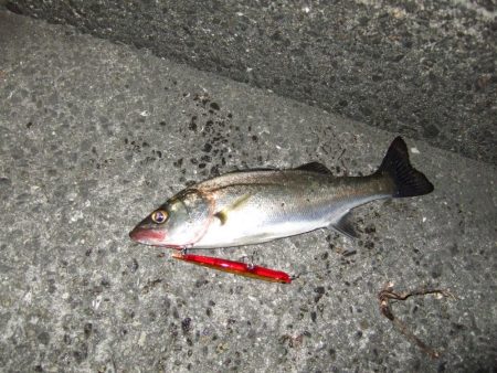 あわやボウズ！？