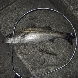 面目保てました!!