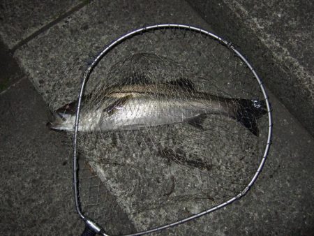 面目保てました!!