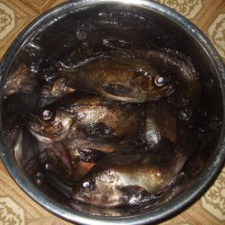 バチ抜けメバル